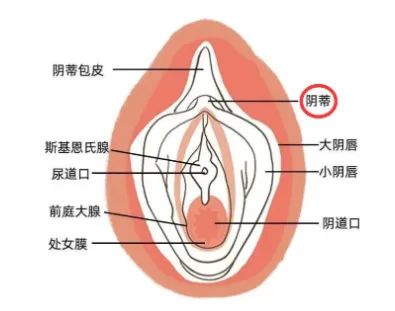 为什么女性高潮这么难?如何让高潮来得更强烈